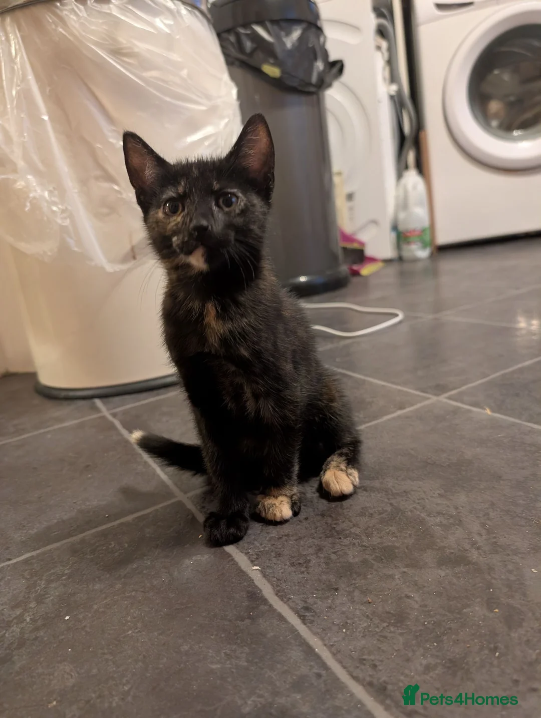 Mixed Breed cats for sale: Kitten of need of a new home  in Rochester - Advert 5