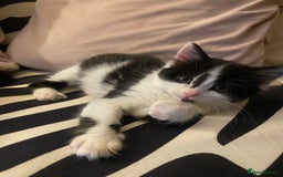 Mixed Breed cats for sale: Fluffy black and white girl - Image 1