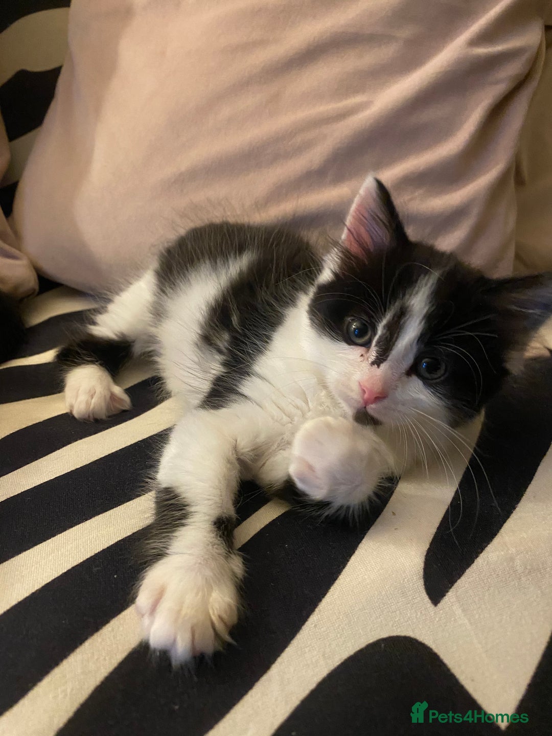 Mixed Breed cats for sale: Fluffy black and white girl - Image 1