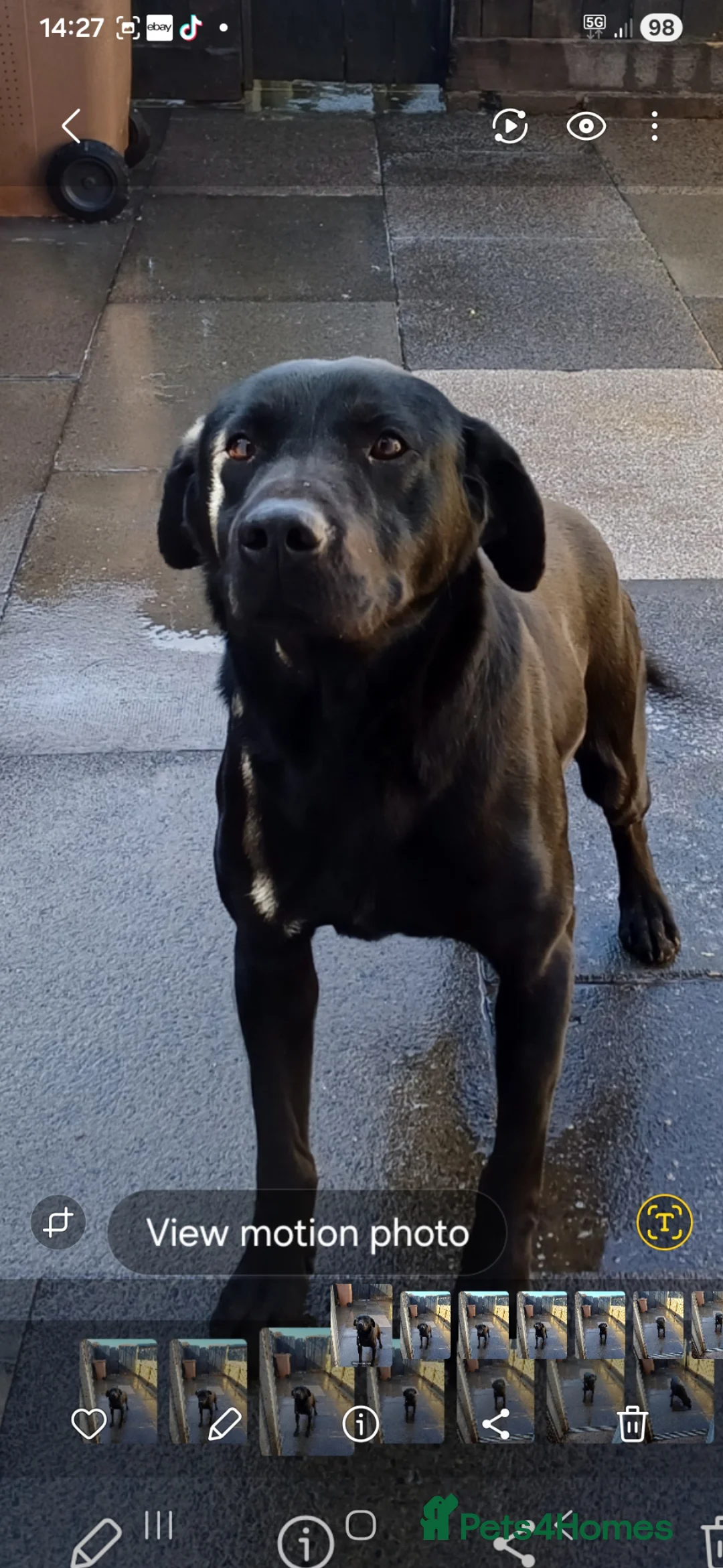 Labrador Retriever dogs for sale: Lovely labrador puppies - Advert 2