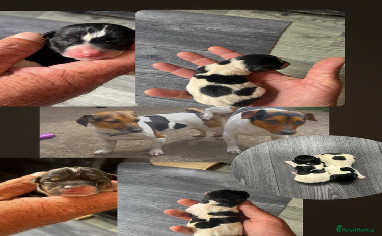 Jack Russell dogs - Advert 3