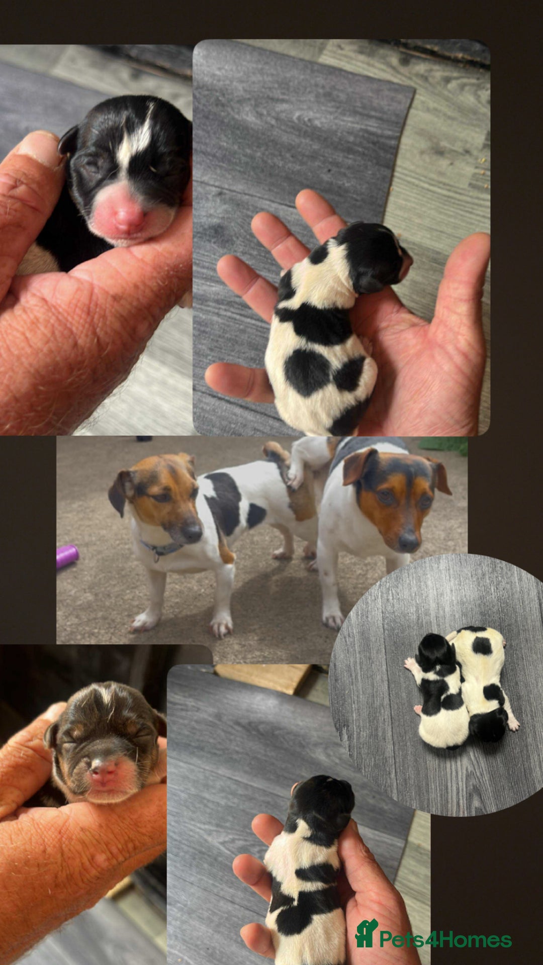 Jack Russell dogs for sale: Minicher jacks  - Image 1