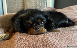Cavalier King Charles Spaniel dogs for sale: Cuddle bug seeking home with cavalier friends - Image 1