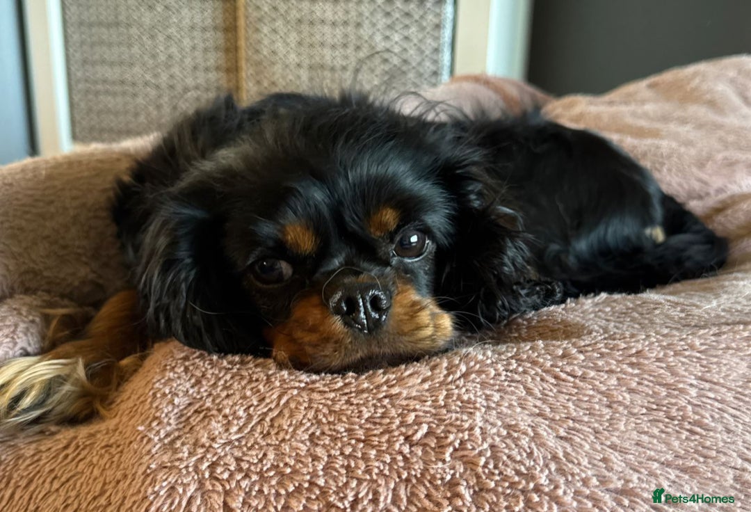 Cavalier King Charles Spaniel dogs for sale: Cuddle bug seeking home with cavalier friends - Image 1