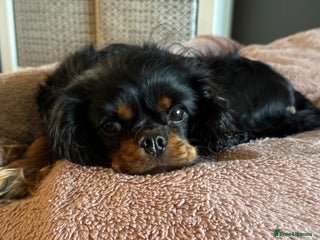 Cavalier King Charles Spaniel dogs - Advert 2