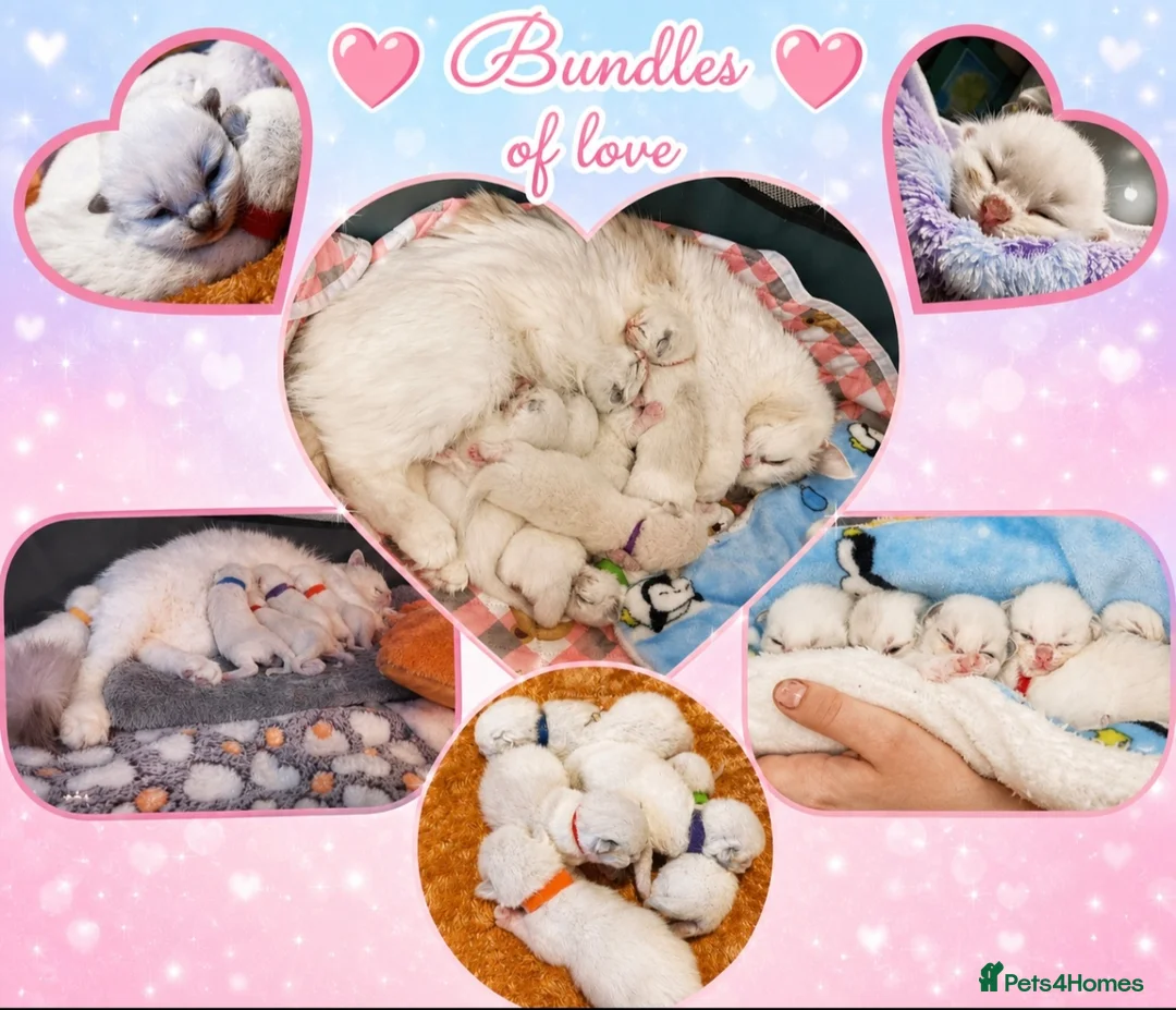 Ragdoll cats for sale: 6 beautiful pure ragdoll kittens in Bishop's Stortford - Advert 1