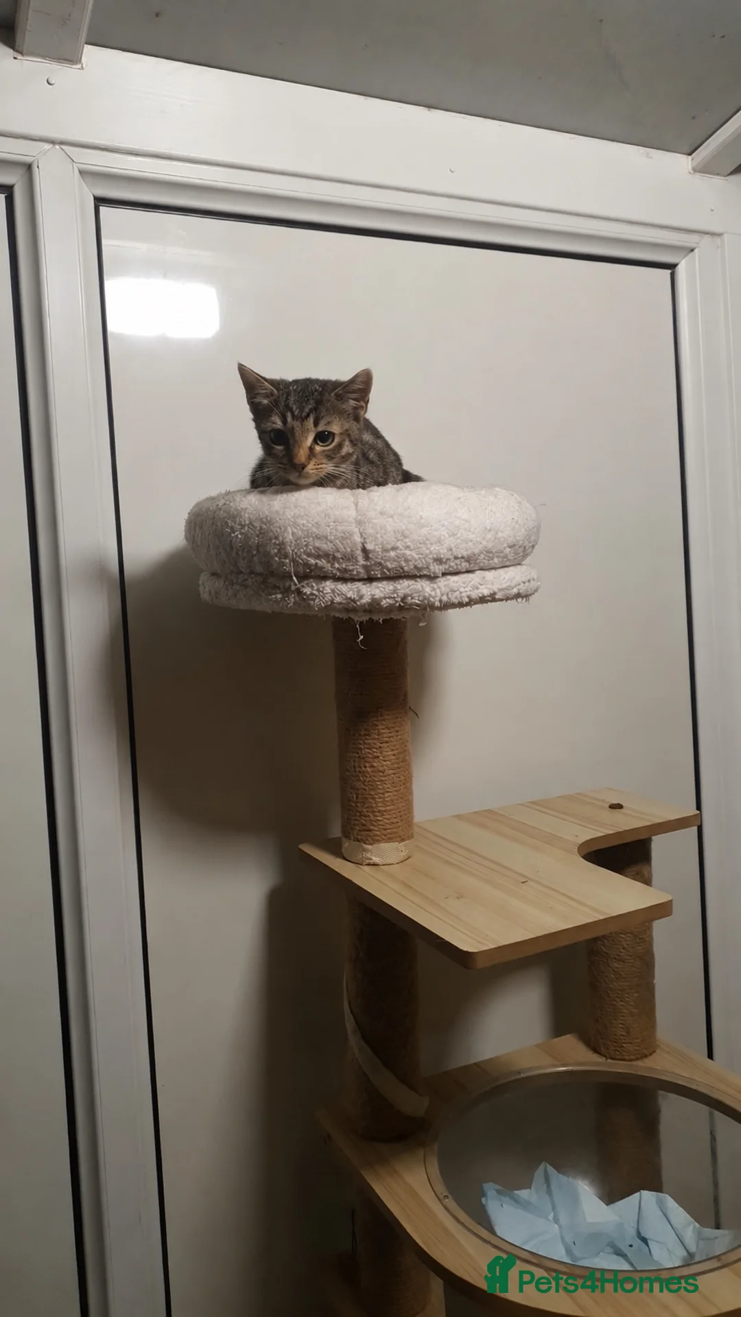 Domestic Shorthair cats for sale: Gorgeous Tabby Boy Looking for His Forever Home 🐾 - Advert 3