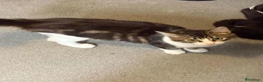 Maine Coon 1