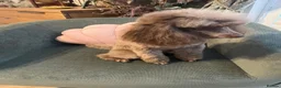 Toy Poodle dogs for sale: Phantom Toy poodle - Advert 3