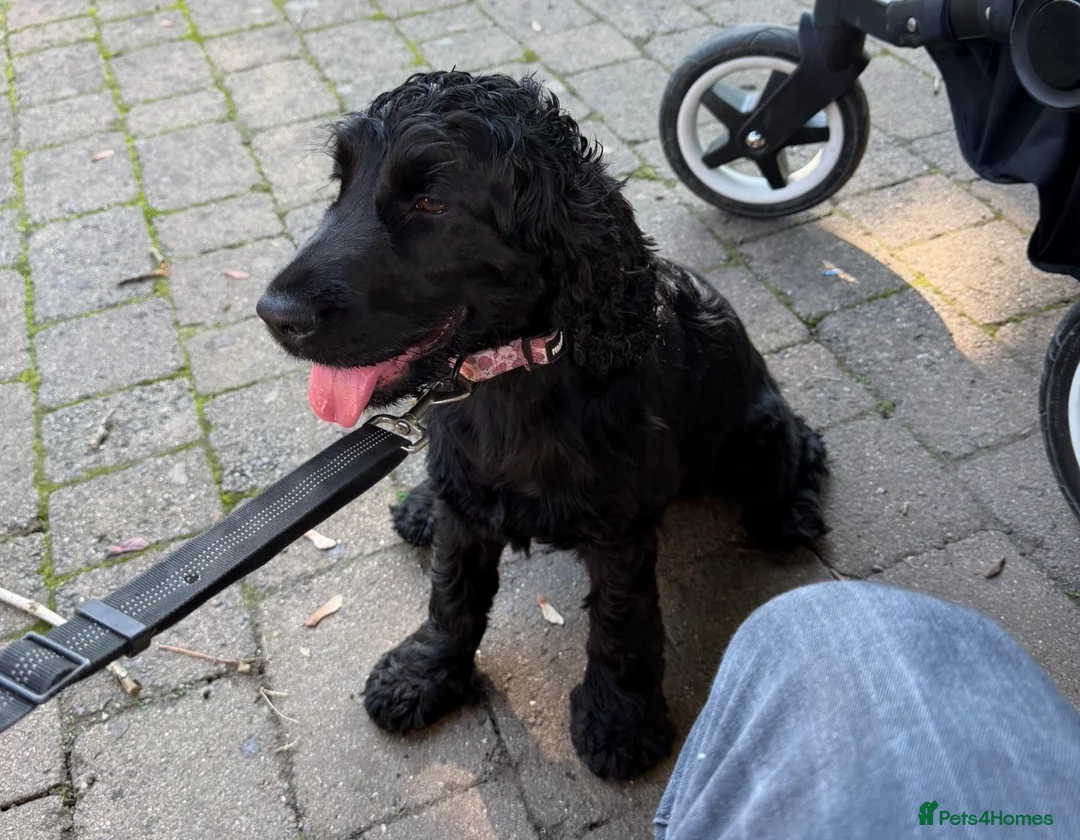 Cocker Spaniel dogs for sale: Female Show Cocker - Advert 1