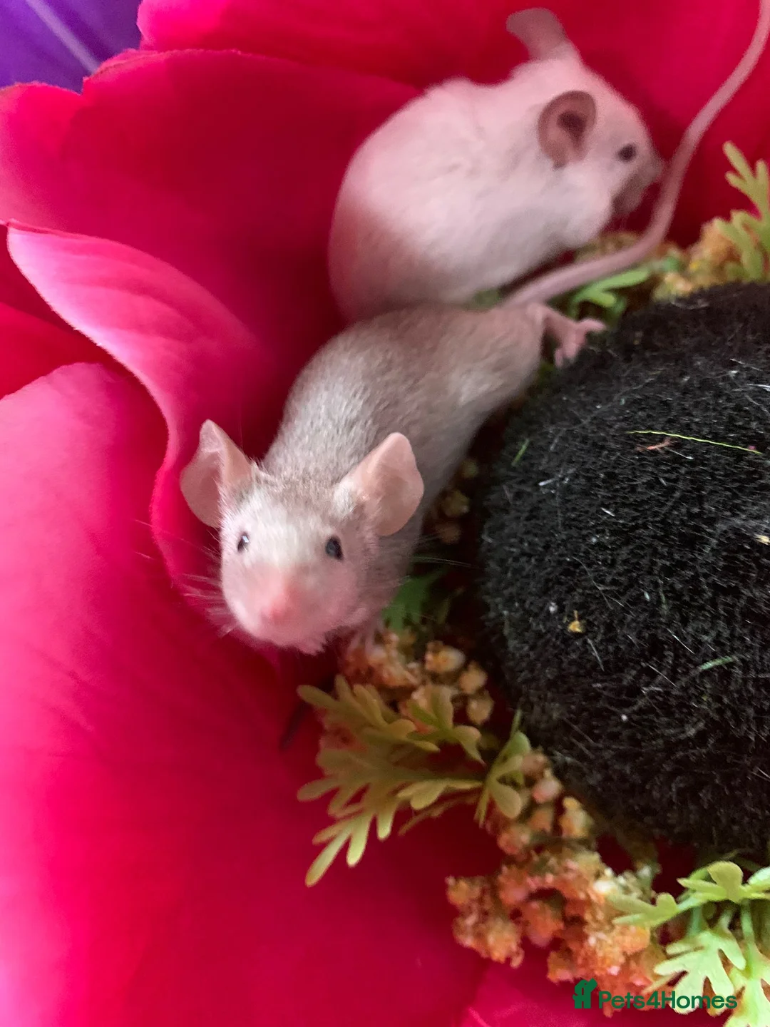 Mouse rodents for sale: Friendly fancy mice - Advert 8