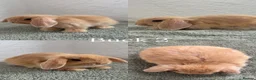 Mini Lop rabbits for sale: Mini Lops looking for Forever Homes - Advert 9