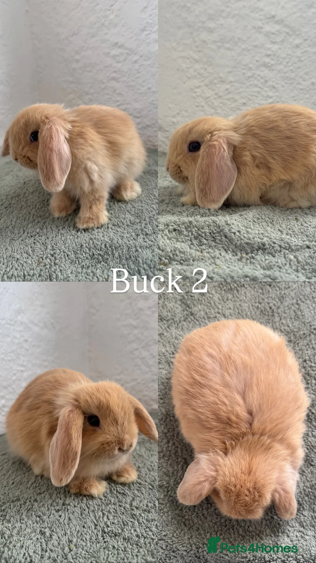 Mini Lop rabbits for sale: Mini Lops looking for Forever Homes - Advert 9