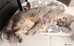 Mixed Breed cats for sale: Russian blue x tabby girl  - Image 3