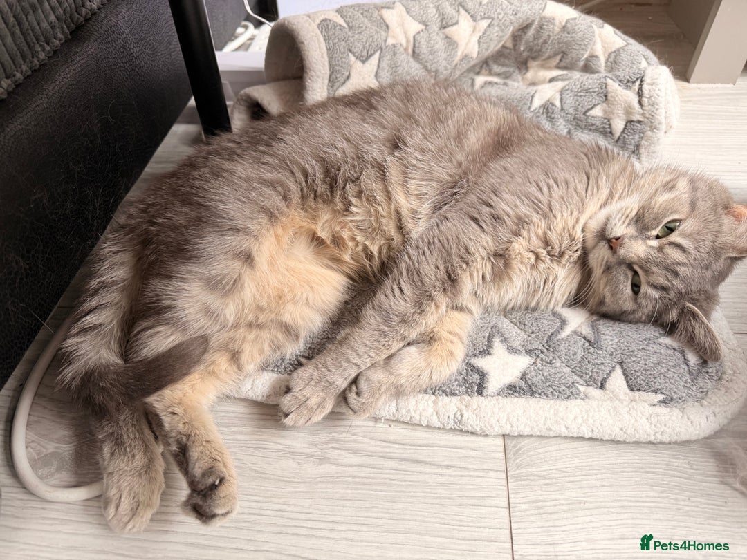 Mixed Breed cats for sale: Russian blue x tabby girl  - Image 3