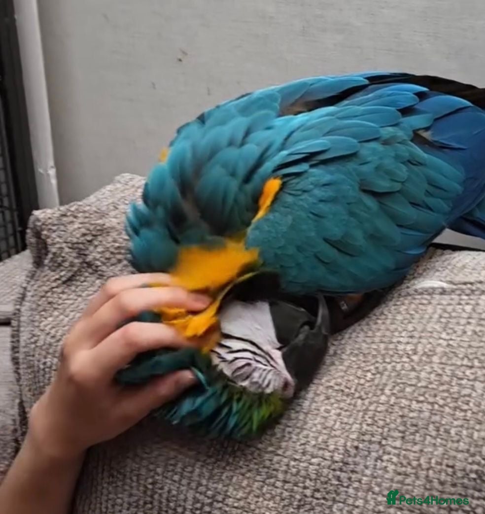 Macaws birds Fully tame blue and gold macaw 2 years old  - Advert 1
