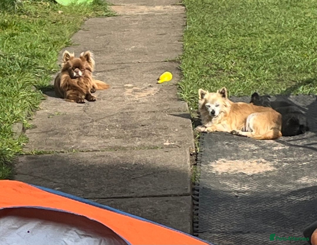 Chihuahua dogs for stud: KC Reg Russian x Italian Full Chihuahua Stud in Stourbridge - Advert 13