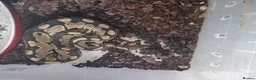 Corn Snake reptiles for sale: Job lot different adult snakes from £45  - Advert 5
