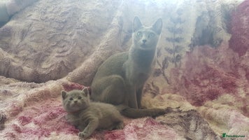 Russian Blue cats **TICA full pedigree Russian Blue kittens - Advert 1