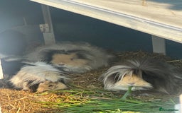 Guinea Pig rodents for sale: 5 gorgeous female guinea pigs - Image 2