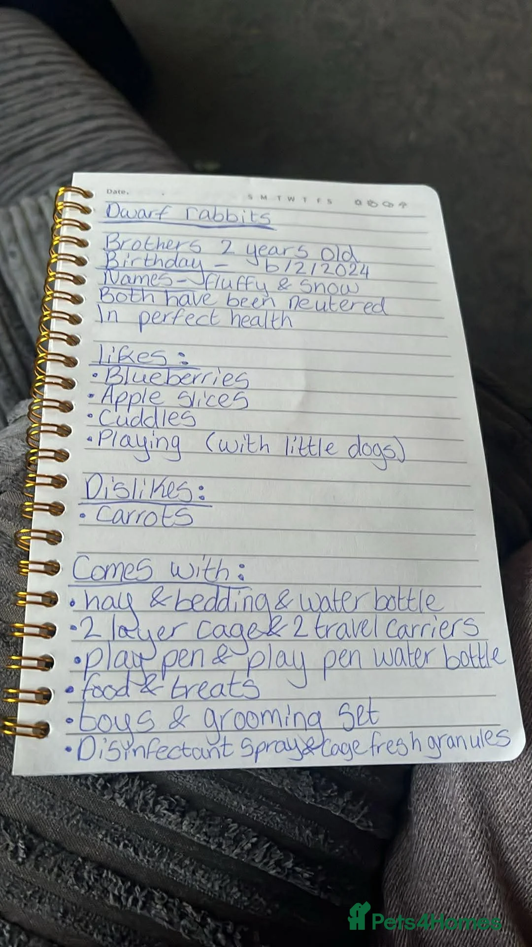 Dwarf Hotot rabbits for sale: 2 Beautiful, Sociable dwarf Hotot Rabbits 2yrs old in Leigh - Advert 2