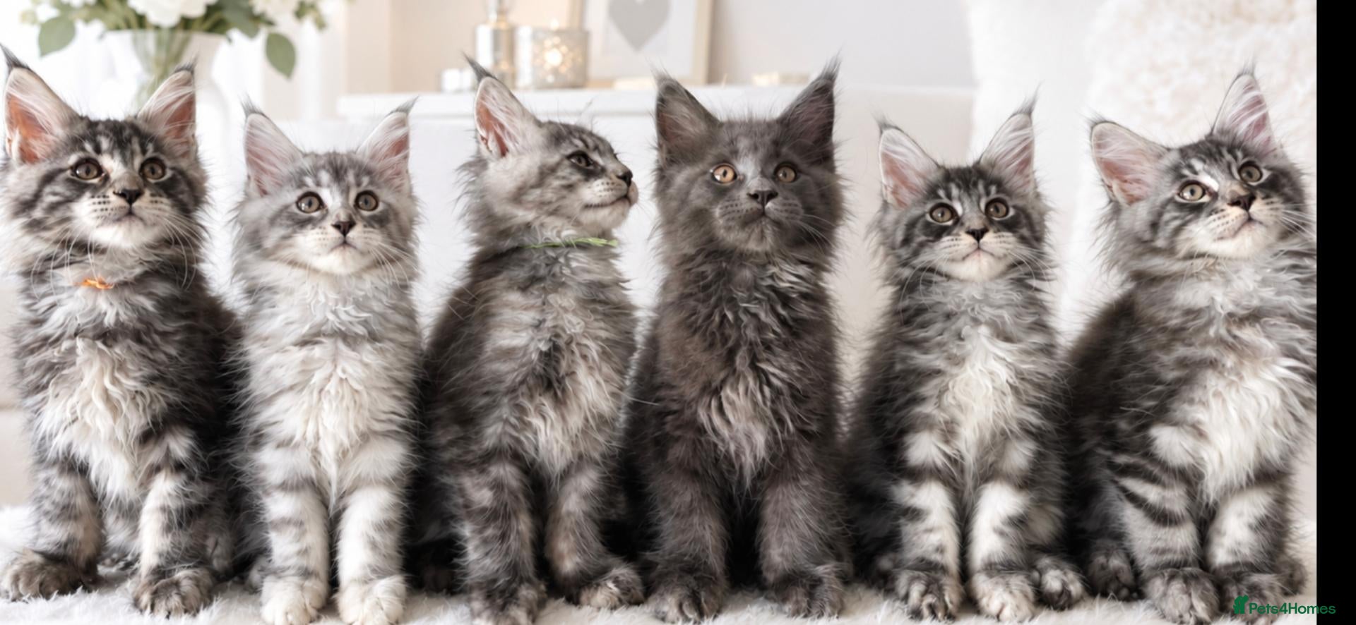 Maine Coon cats GCCF-registered Maine Coon kittens. - Advert 1