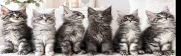 Maine Coon cats for sale: GCCF-registered Maine Coon kittens. - Advert 19
