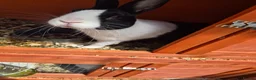 Dutch rabbits for sale: 3 x male dutch rabbits - Advert 2