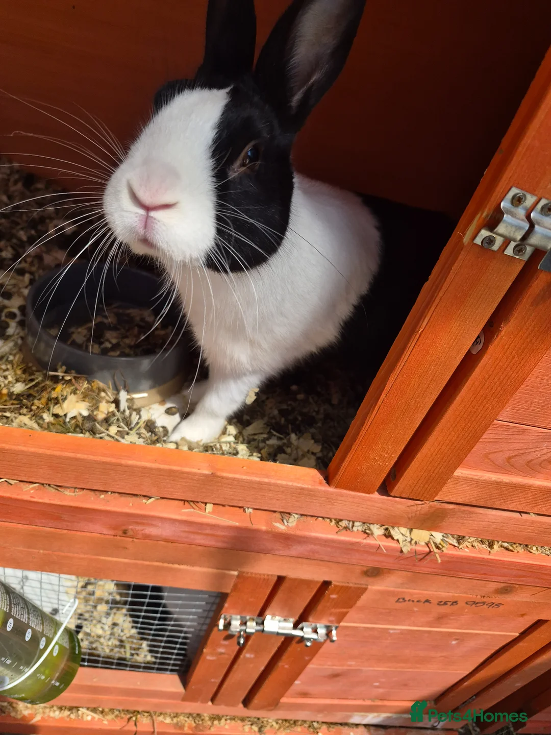 Dutch rabbits for sale: 3 x male dutch rabbits - Advert 2