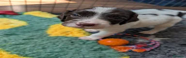 English Springer Spaniel 3