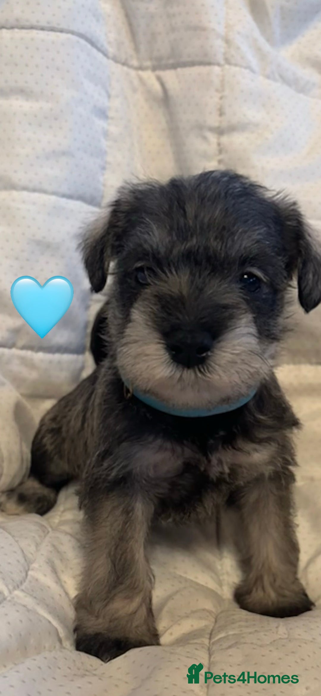 Miniature Schnauzer dogs for sale: Miniature Schnauzer Pups (White & Salt’n’Pepper) - Image 8