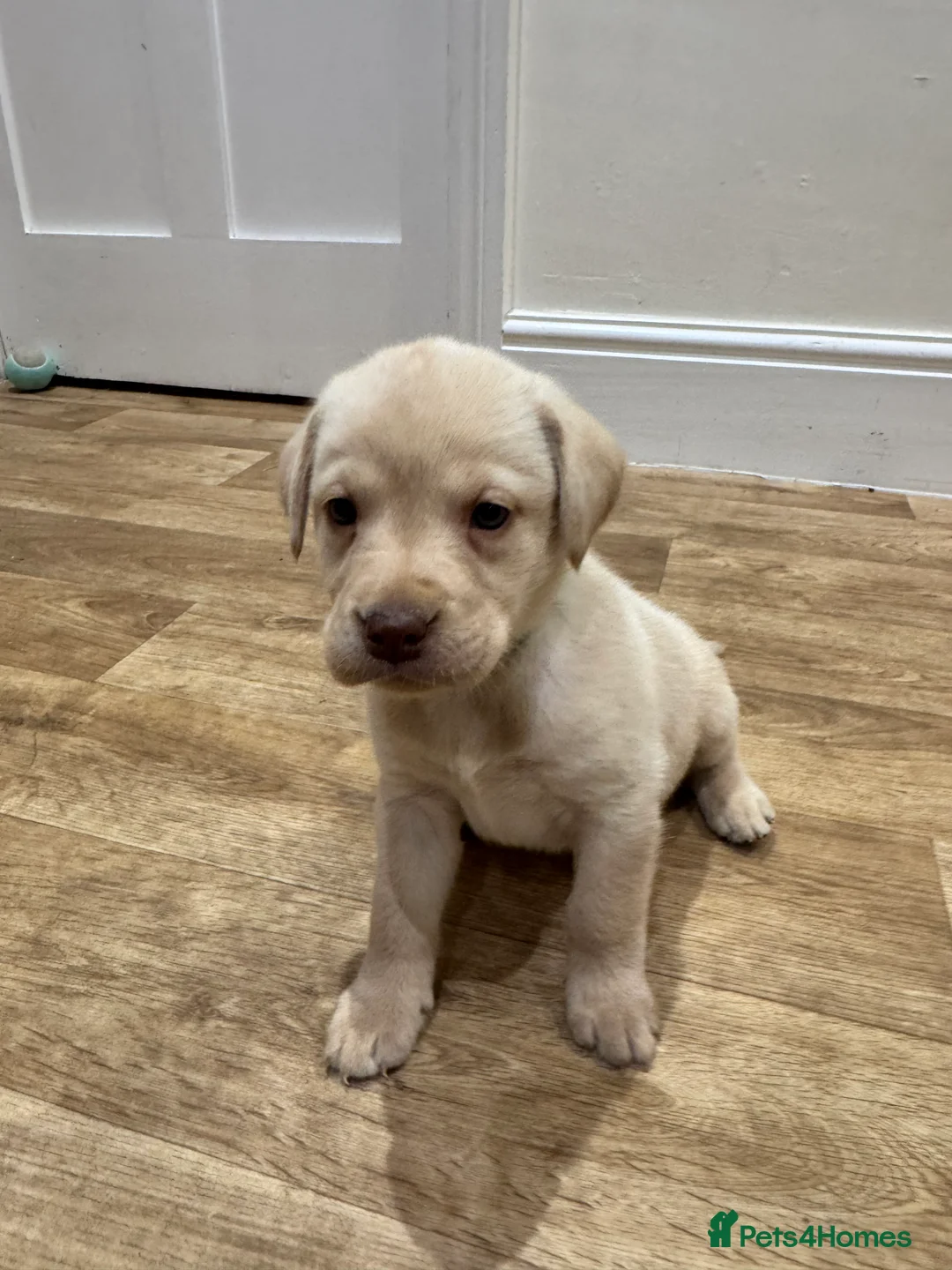 Labrador Retriever dogs for sale: Beautiful Chocolate and Yellow working Labradors  - Advert 9