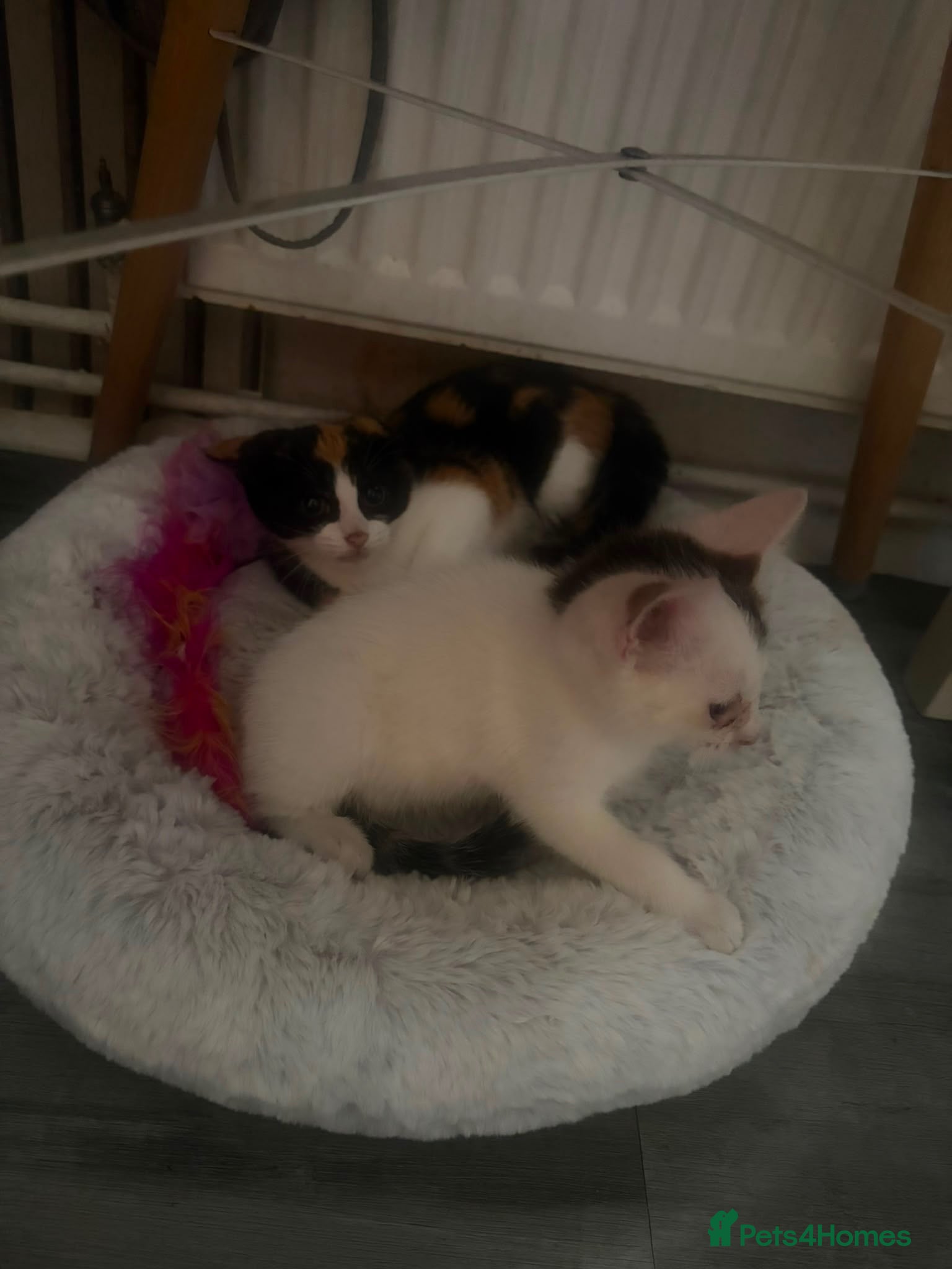 Domestic Shorthair cats Coco and Charlie  - Advert 2