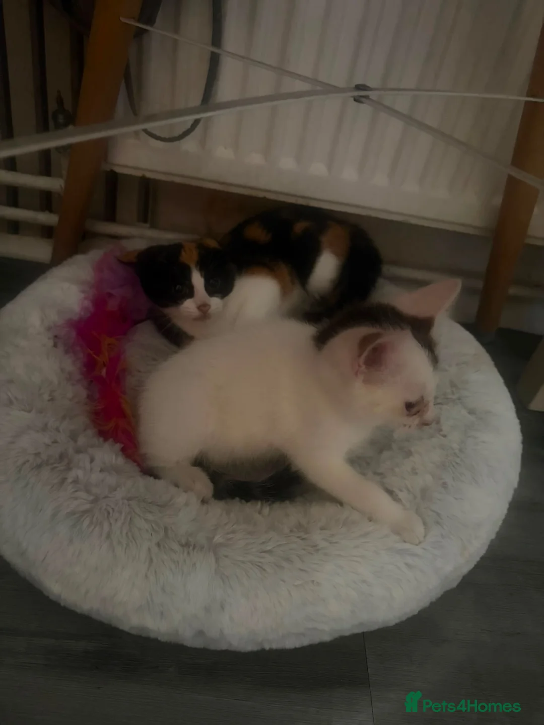 Domestic Shorthair cats for sale: Coco and Charlie  in Chesterfield - Advert 1