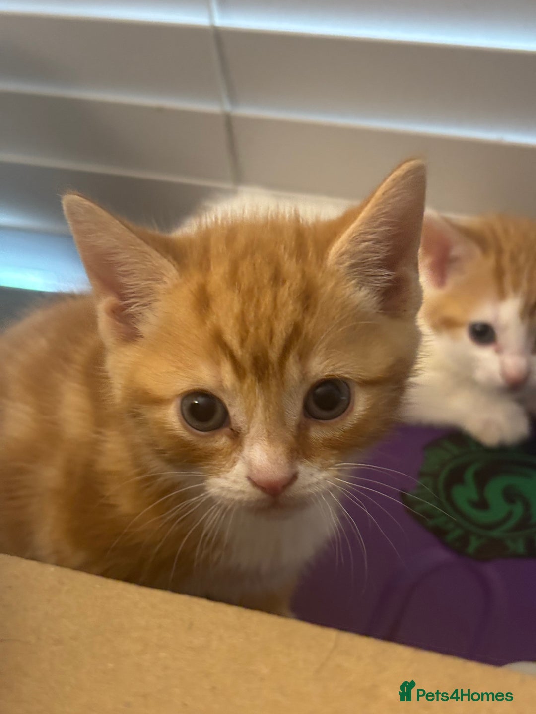 Mixed Breed cats for sale: Adorable Fluffy Kittens - Advert 38