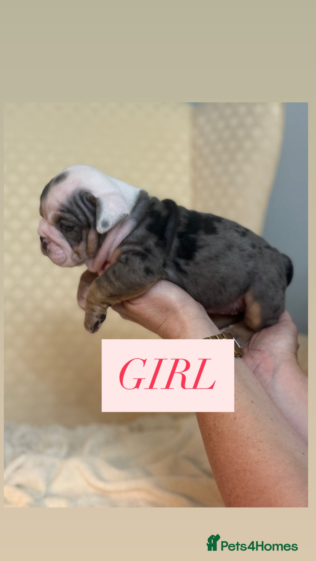 English Bulldog dogs for sale: English Bulldog - Image 9