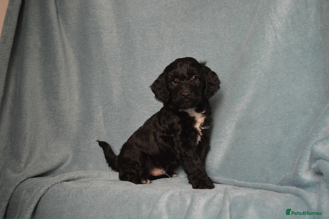 Cockapoo dogs for sale: F1 cockapoo pups. JUST 2 LEFT READY NOW !! - Image 2