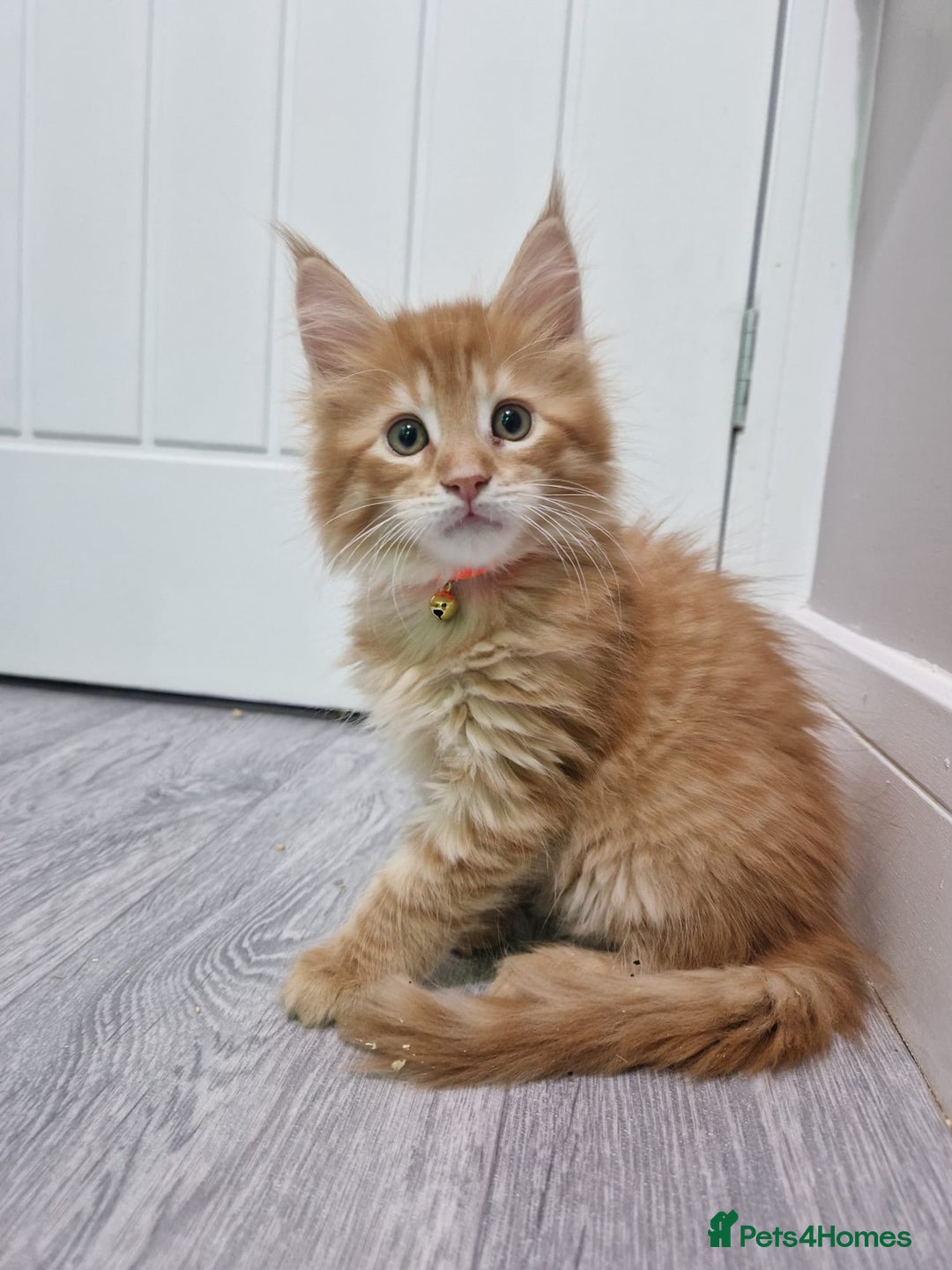 Maine Coon cats for sale: 2 Maine Coon Kittens  - Advert 9