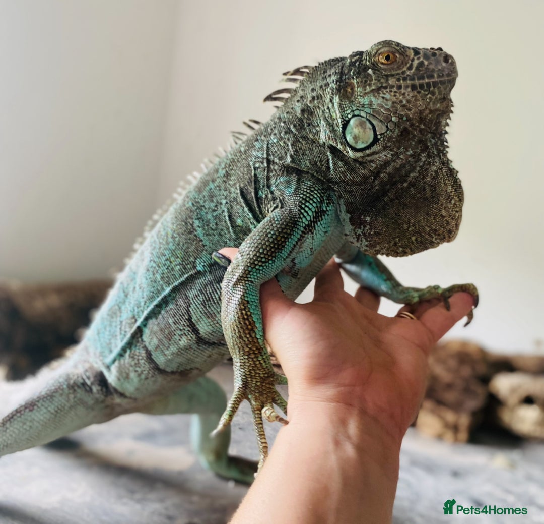Iguana reptiles for sale: Tank the tame Blue Iguana  - Image 11