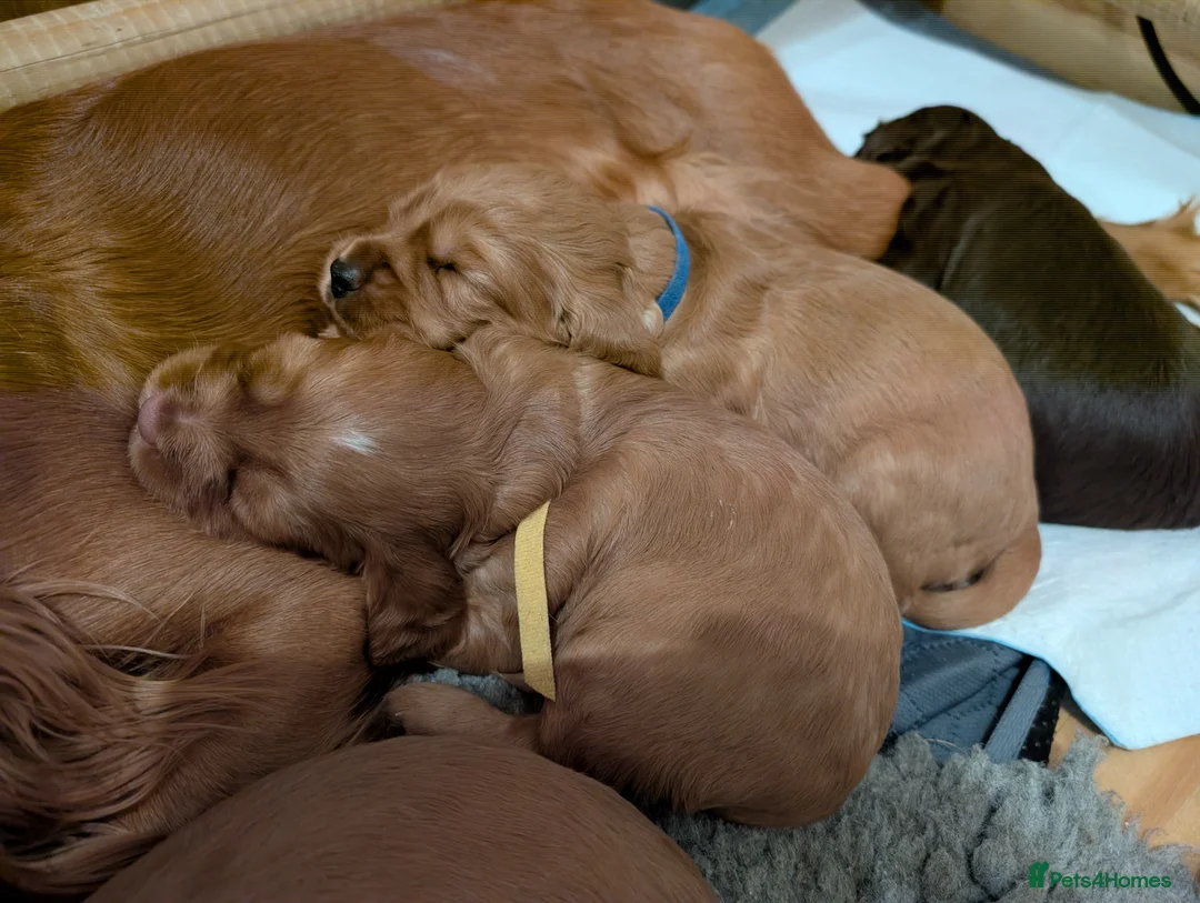 Cocker Spaniel dogs for sale: Adorable healthy Cocker Spaniel puppies - Advert 10