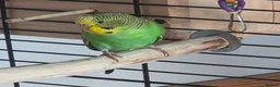 Parrots birds for sale: Raised Parrots Ready to Join Your Family in Stoke-on-Trent - Advert 8