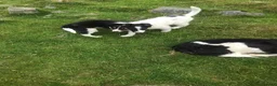 Border Collie dogs for sale: Border collie pups - Advert 7