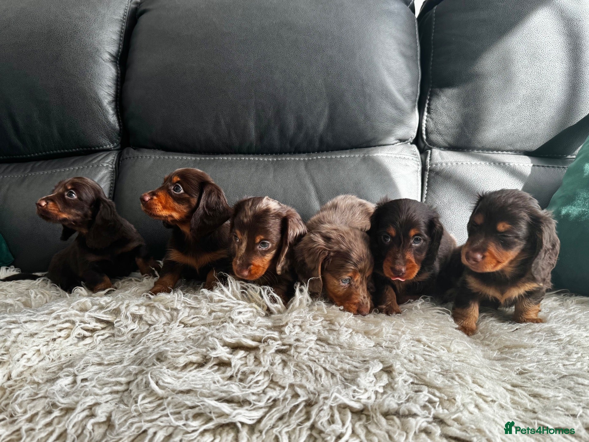 Miniature Dachshund dogs KC reg Mini long haired dachshunds  - Advert 1