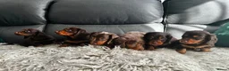 Miniature Dachshund dogs for sale: KC reg Mini long haired dachshunds  in Nottingham - Advert 24