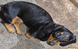 Dachshund dogs for sale: Bruce and Lois looking for their forever homes - Image 7