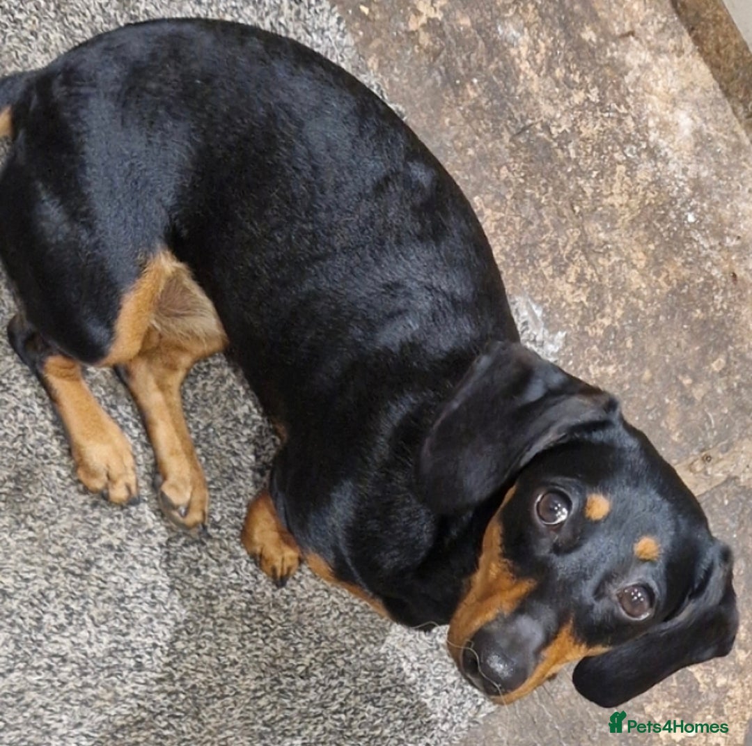 Dachshund dogs for sale: Bruce and Lois looking for their forever homes - Image 7