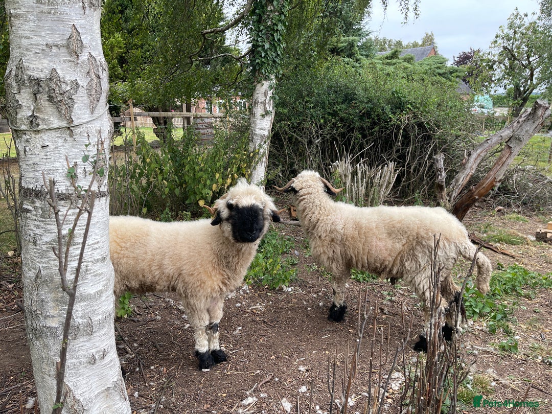 Sheep livestock for sale: Valais Black Nose Wethers x2 Brothers for pets - Image 6