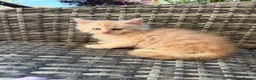 Maine Coon cats for sale: Gorgeous MaineCoon Kittens - Advert 8