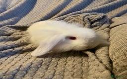 Mini Lion Lop rabbits for sale: Male rabbits ready now  - Advert 9