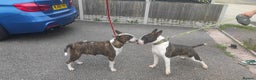 English Bull Terrier dogs for sale: KCRegi EBT English Bull Terrier Puppies–Top Line - Advert 6